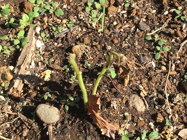 f:id:sk6960:20180520134243j:plain