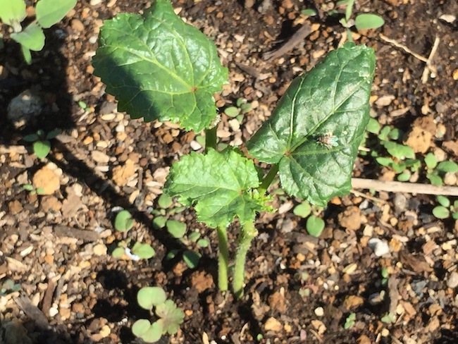 f:id:sk6960:20180520134244j:plain