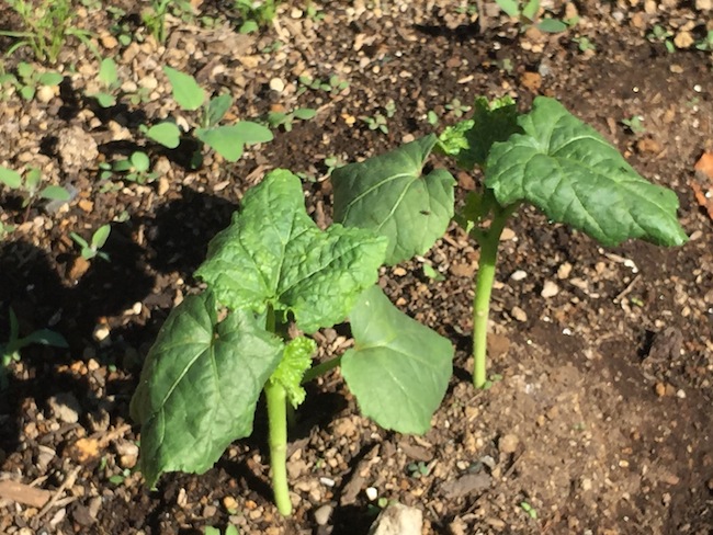 f:id:sk6960:20180520134245j:plain