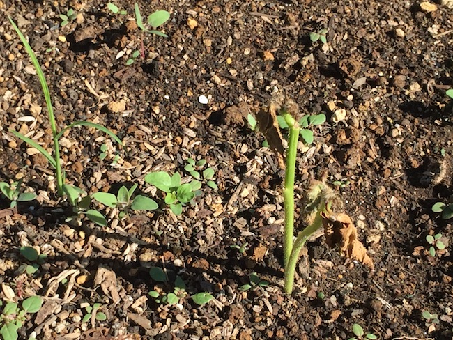 f:id:sk6960:20180520134246j:plain