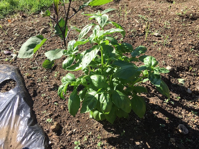 f:id:sk6960:20180520134249j:plain