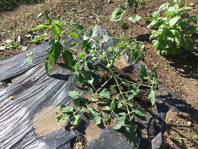 f:id:sk6960:20180520134251j:plain