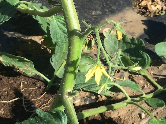 f:id:sk6960:20180520134252j:plain