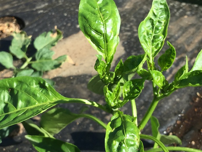 f:id:sk6960:20180520134254j:plain