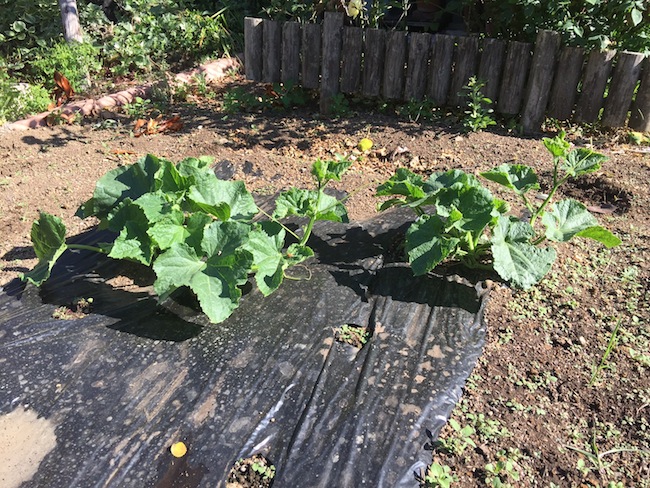 f:id:sk6960:20180520134255j:plain