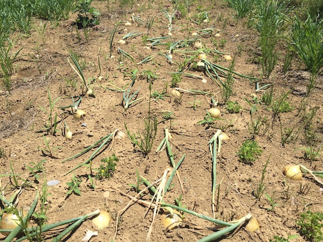 f:id:sk6960:20180520134259j:plain