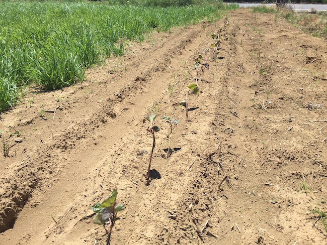 f:id:sk6960:20180520134301j:plain