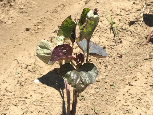 f:id:sk6960:20180520134302j:plain