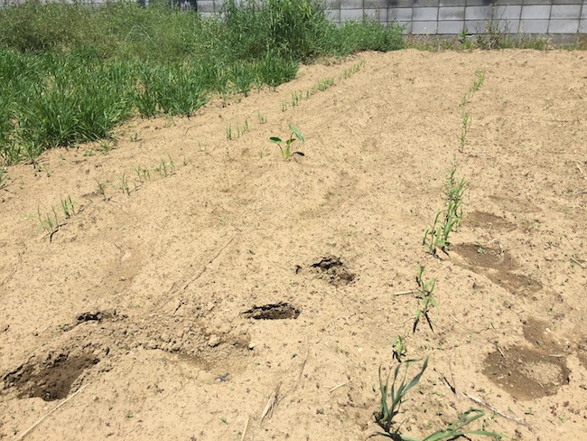 f:id:sk6960:20180520134303j:plain