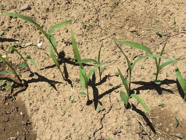 f:id:sk6960:20180520134304j:plain