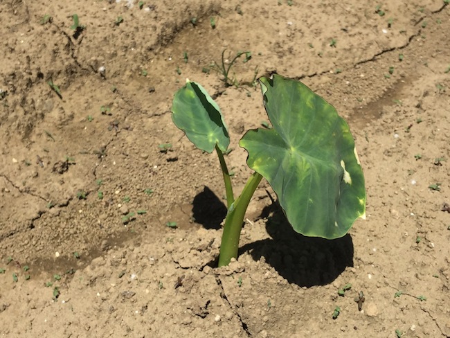 f:id:sk6960:20180520134305j:plain