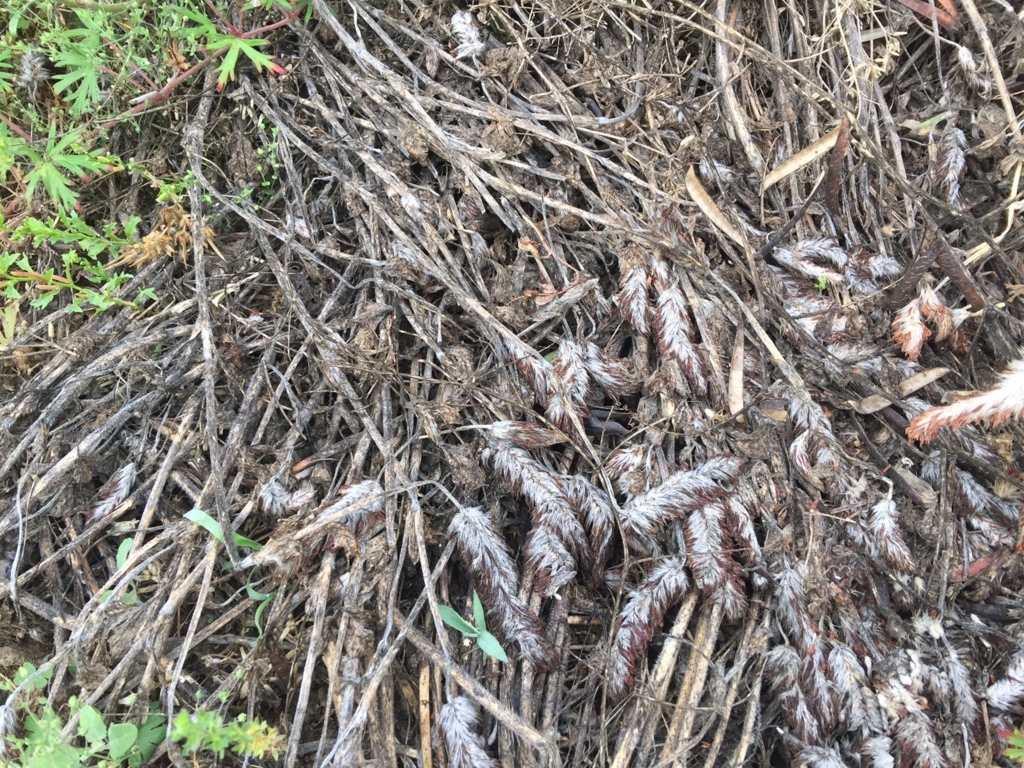 f:id:sk6960:20180521165125j:plain