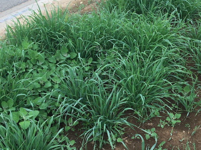 f:id:sk6960:20180527131132j:plain