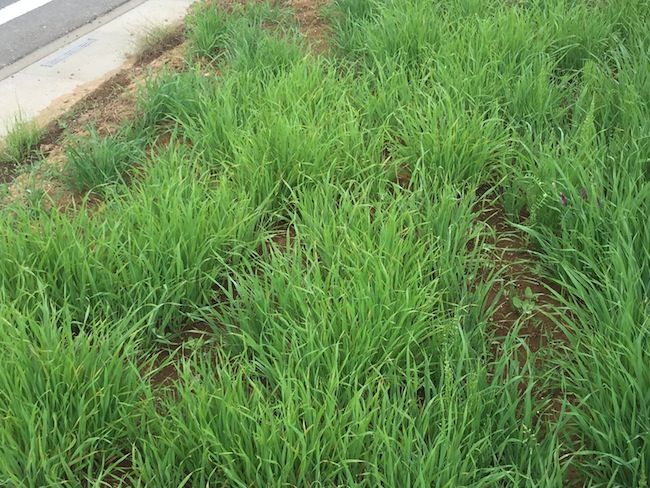 f:id:sk6960:20180527131133j:plain