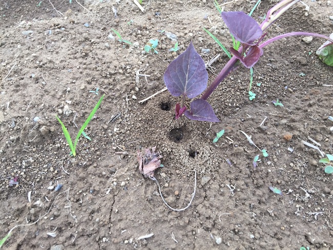 f:id:sk6960:20180527131136j:plain