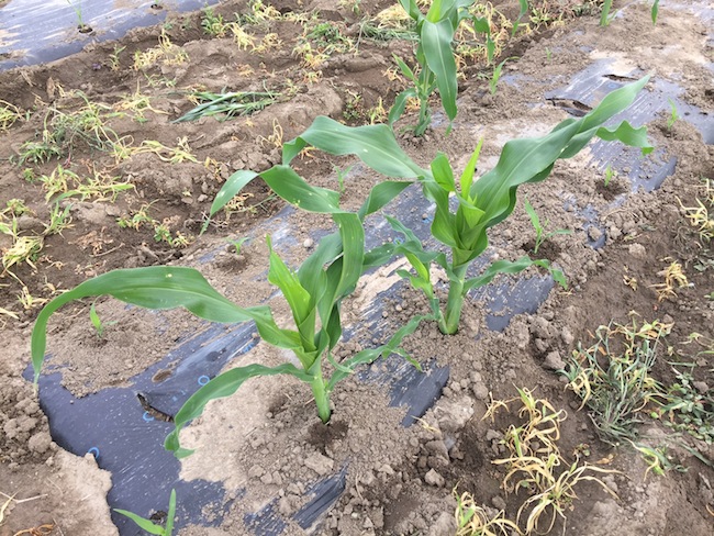 f:id:sk6960:20180527131138j:plain