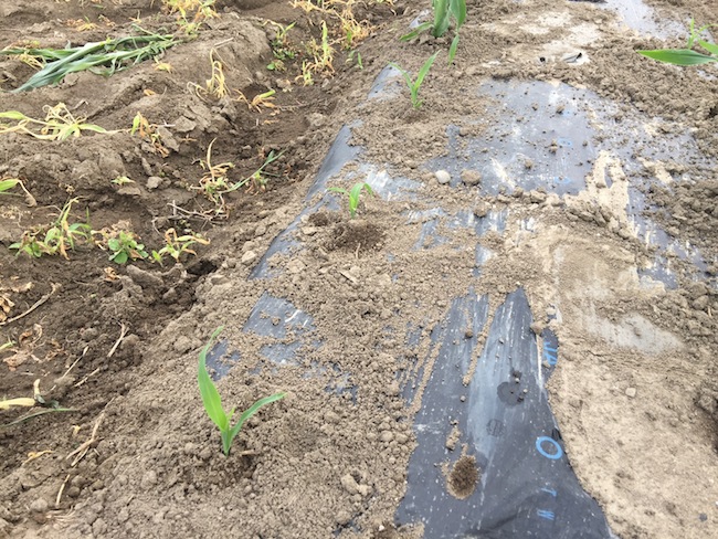 f:id:sk6960:20180527131139j:plain