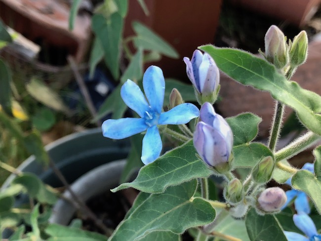 f:id:sk6960:20181027162147j:plain