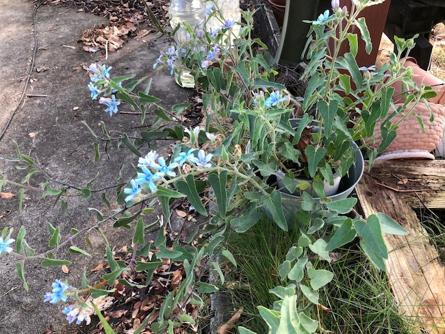 f:id:sk6960:20181027162152j:plain