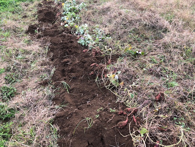 f:id:sk6960:20181118150735j:plain