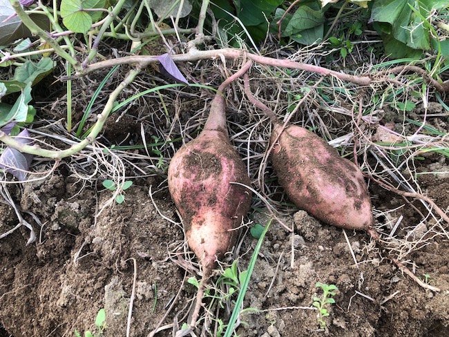 f:id:sk6960:20181118150737j:plain