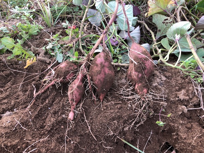 f:id:sk6960:20181118150740j:plain