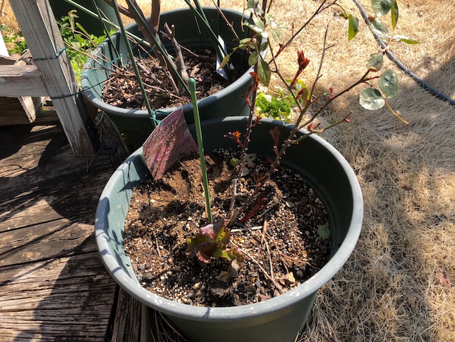 f:id:sk6960:20190309124254j:plain