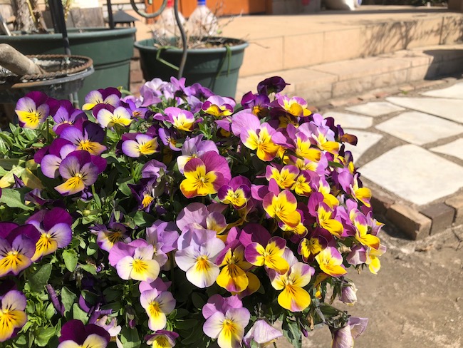 f:id:sk6960:20190309124306j:plain