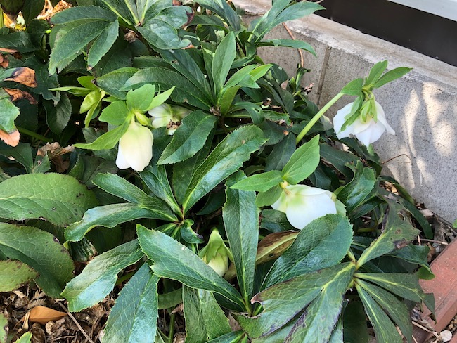 f:id:sk6960:20190309124336j:plain