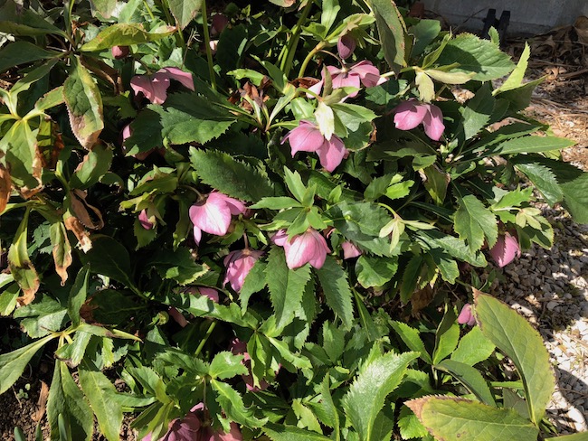 f:id:sk6960:20190309124340j:plain