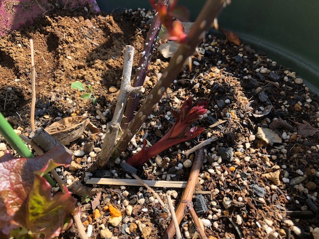 f:id:sk6960:20190309124346j:plain