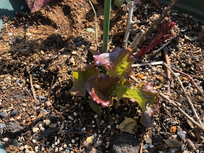 f:id:sk6960:20190309124350j:plain