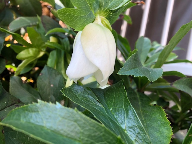 f:id:sk6960:20190309124409j:plain