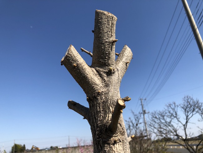 f:id:sk6960:20190413155136j:plain