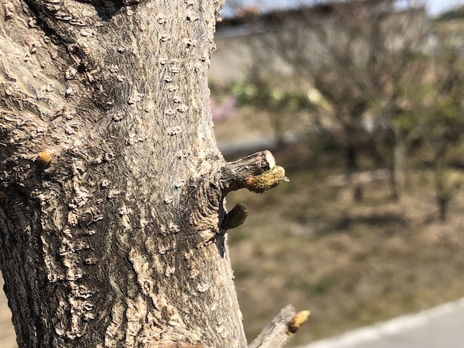 f:id:sk6960:20190413155202j:plain