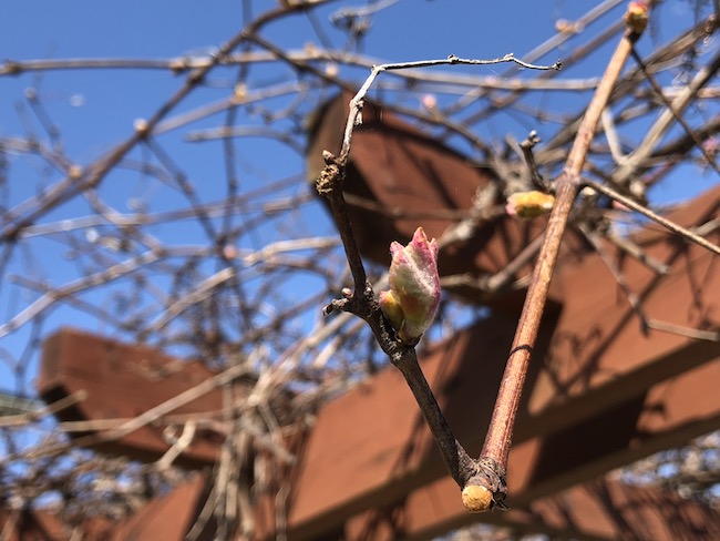 f:id:sk6960:20190413155208j:plain