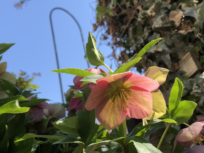 f:id:sk6960:20190413155254j:plain f:id:sk6960:20190413155254j:plain