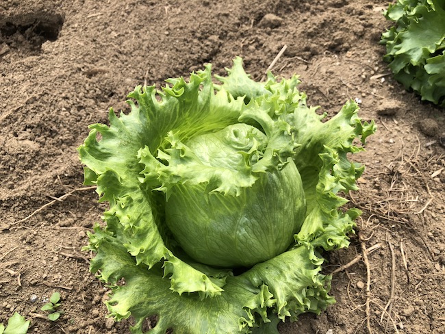 f:id:sk6960:20190505140910j:plain