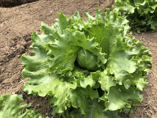 f:id:sk6960:20190505140916j:plain