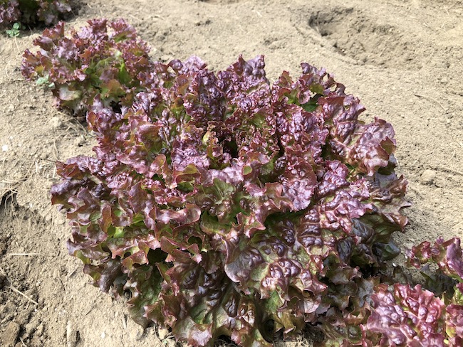 f:id:sk6960:20190505140952j:plain