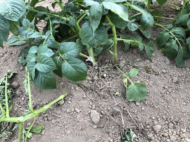 f:id:sk6960:20190519074103j:plain