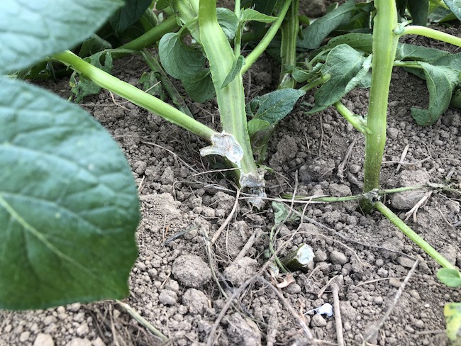 f:id:sk6960:20190519074105j:plain