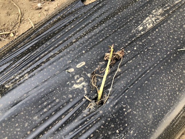 f:id:sk6960:20190519074328j:plain