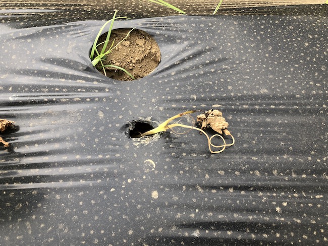 f:id:sk6960:20190519074330j:plain