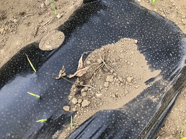 f:id:sk6960:20190519074332j:plain