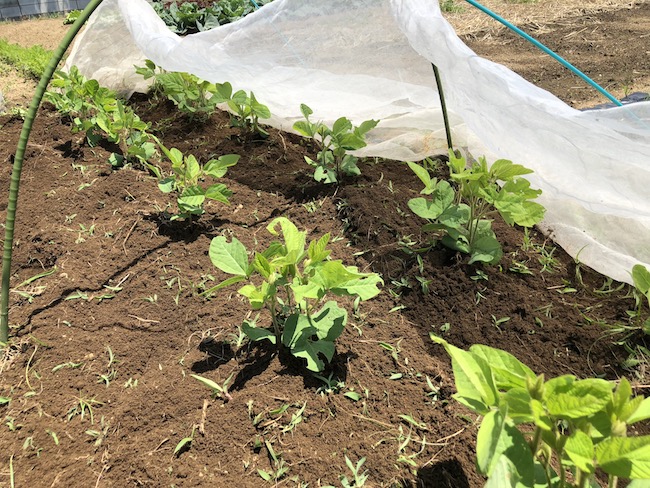 f:id:sk6960:20190525130905j:plain