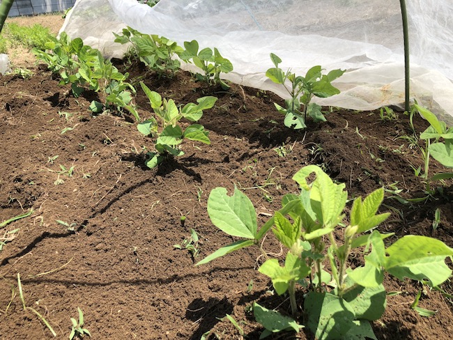 f:id:sk6960:20190525130907j:plain