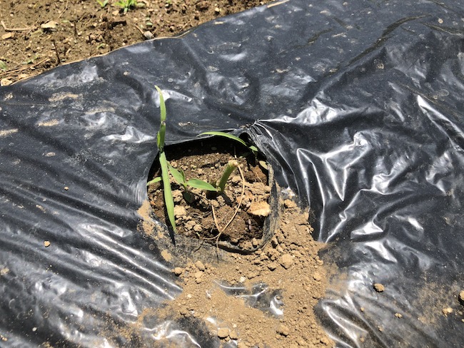 f:id:sk6960:20190525131027j:plain