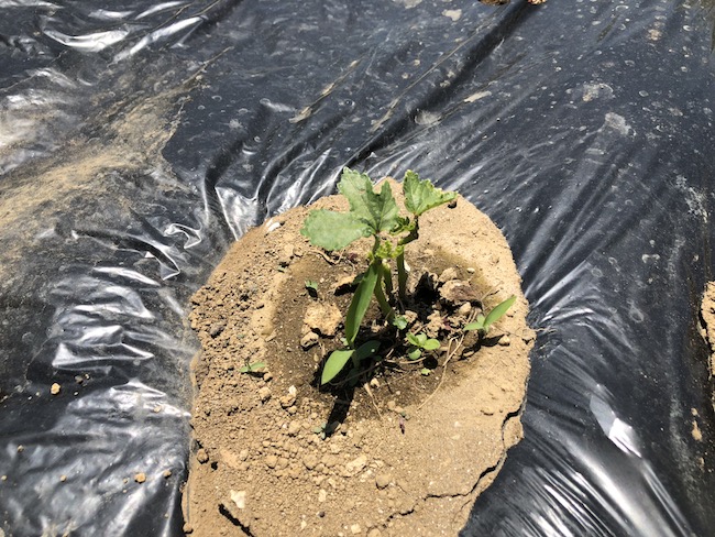 f:id:sk6960:20190525131029j:plain