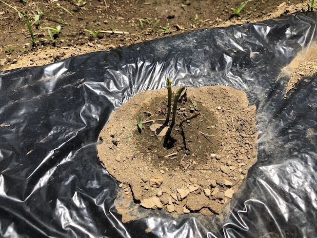 f:id:sk6960:20190525131034j:plain